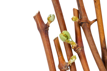 sprout of grapes
