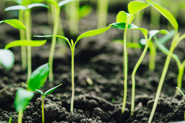Young Sprouts With Green Leaf Or Leaves Growing From Soil. Spring