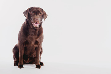 A dog labrador sits on a white background