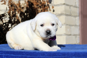 little labrador puppy on a blue background
