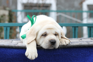 little cute labrador puppy on a blue background