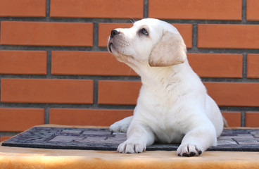 a little labrador puppy on a brown background