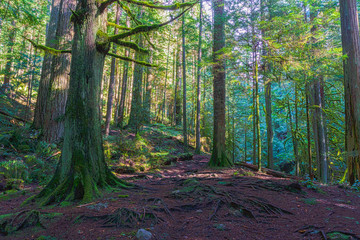 Obraz premium Trail through tall trees in a wet forest Cypress Falls Park British Columbia Canada