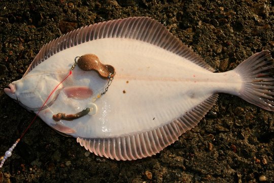 Buttl&ouml;ffel mit Vorfach und Seeringelwurm und gefangener Scholle, Pleuronectes Platessa