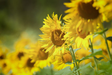 Sunflower field in summer