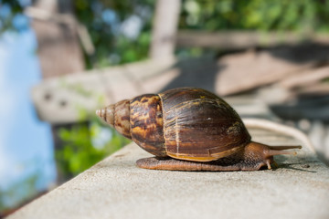 Garden snail isolated