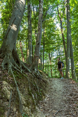 Beautiful beech forest at spring