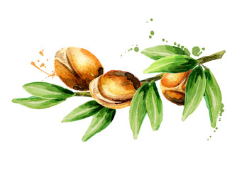 Branch of the argan tree, can be used as a design element for the decoration of cosmetic or food products using argan oil. Hand-drawn watercolor sketch