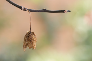 Dried flowers hanging on the branches are comparable to the lives of the dying.