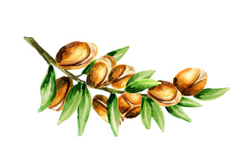 Branch of the argan tree, can be used as a design element for the decoration of cosmetic or food products using argan oil. Hand-drawn watercolor sketch