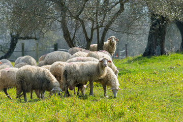 Gregge di pecore al pascolo