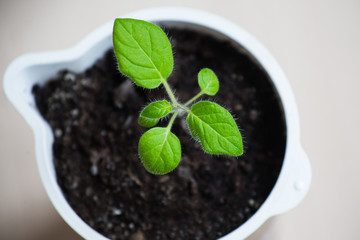 Young sprout of Naranjilla in a glass with the ground before planting in the open ground