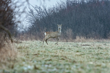 Young roe observed the photographer