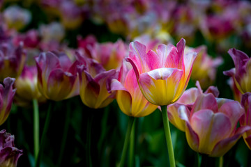 Obraz na płótnie Canvas Colorful of tulip