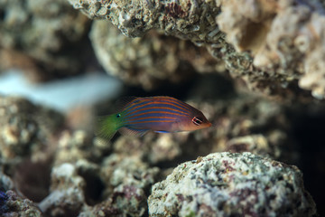 six line wrasse in the coral reef