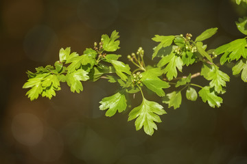 Close up of common hawthorn leaves