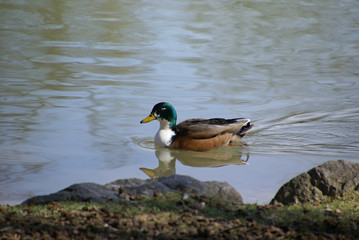 Stockente Hybrid 0175