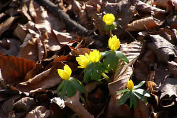 Winterling Eranthis 8129