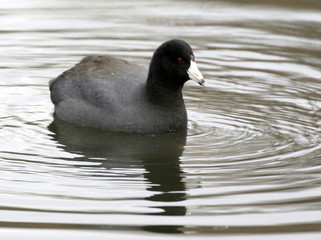 American Coot on a Pond with Reflections