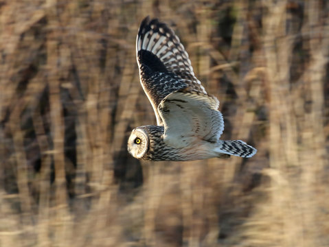 Short-eared Owl in Flight Profile