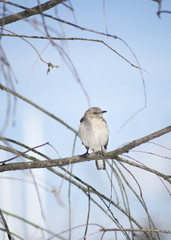 Mockingbird perched on a leafless branch, with bright blue skies in the background.