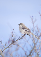 Mockingbird perched on a leafless branch, with bright blue skies in the background.
