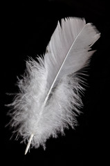 White bird's feather