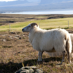 Obraz premium Iceland