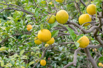 Ripe oranges hanging on a tree
