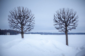 Fototapeta na wymiar lonely trees on a winter landscape