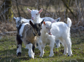 Naklejka na ściany i meble Adorable baby goat on field in early spring