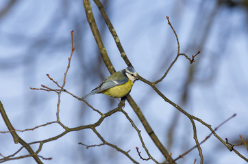 Blue tit sitting on a branch holding in its beak a sunflower seed.
