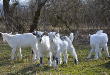Fototapeta na wymiar Adorable baby goat on field in early spring