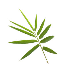 Leaf of Bamboo isolated on white background