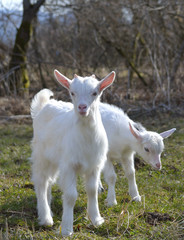 Obraz premium Adorable baby goat on field in early spring