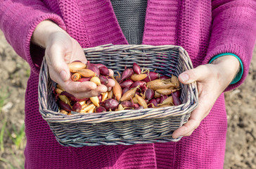 Gardener holding onions in hand
