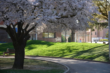 Cerezos floridos.
