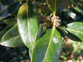 Leafs