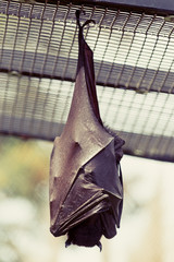 Bat Hanging Upside Down Sleeping