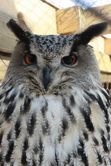 owl