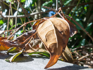 Brown Dead Leaf