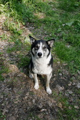 Portrait of a dog Siberian Laika on the nature