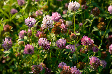 Red clover close up.