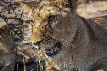 Lion cub