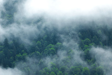 Nuage de brouillard les sapins en montagne, Alpes