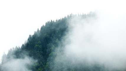 Brouillard descendant sur forêt de sapins au sommet de la montagne - obrazy, fototapety, plakaty