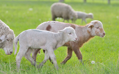 Naklejka na ściany i meble Young lambs and sheep in spring time