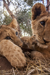 Fototapeta premium Lion cub