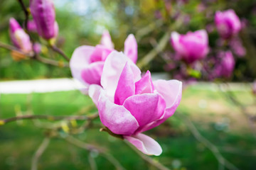 Close-up view of purple blooming magnolia. Beautiful spring bloom for magnolia tulip trees pink flowers. Floral background