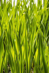 Gras im Hochformat